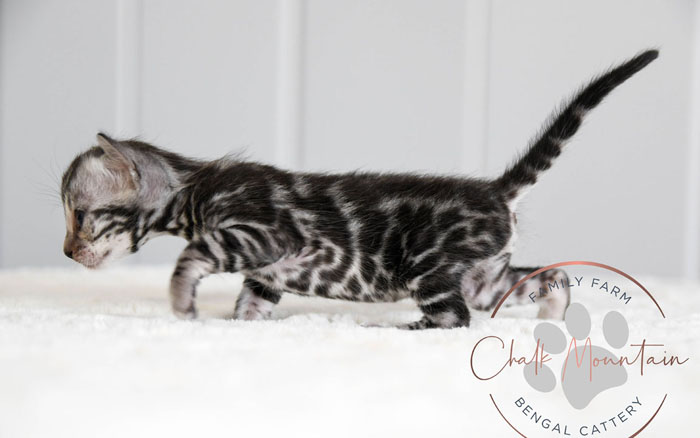 Bengal Kitten For Sale